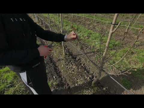 Видео: Формування груші, весняні обробки, підготовка до цвітіння. Алесіа, ксенія, яблунівська