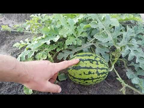 Видео: 🍉 🍈 Обробка для цвітіння та формування зав'язі КАВУНА та ДИНІ.
