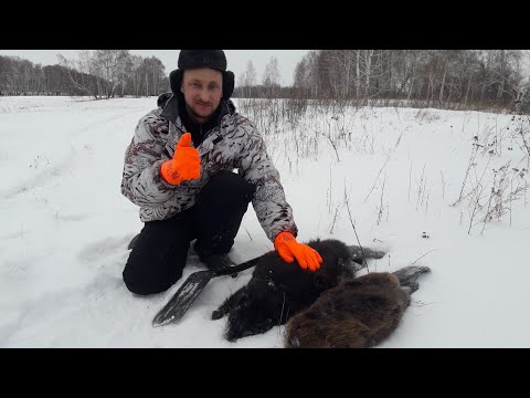 Видео: Охота на бобра капканами зимой. Сезон 2021-2022. Семья "профессоров" сдалась.