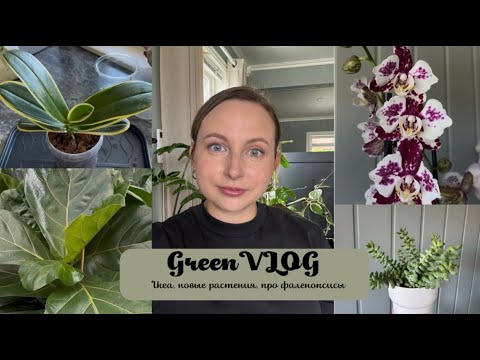 Видео: GreenVLOG//покупки в IKEA//новые растения//про любимые фаленопсисы