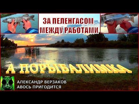 Видео: А порыбалимка. За пеленгасом на Аксай.