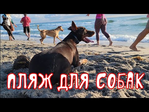 Видео: АМЕРИКА. ПЛЯЖ ДЛЯ СОБАК В БОКА РАТОН. Я В ВОСТОРГЕ ОТ TESLA X