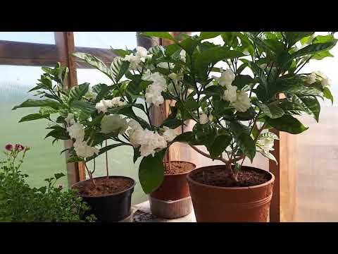 Видео: Табернемонтана.