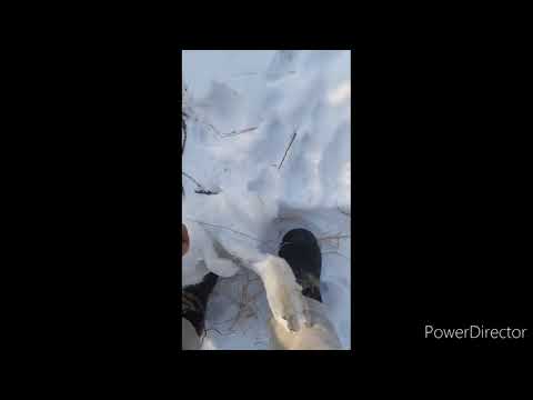 Видео: Петли на зайца