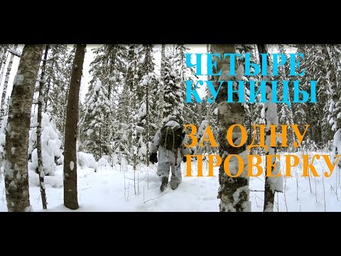 Видео: Удачная охота на куницу капканами!!!//Successful hunting for marten traps !!!