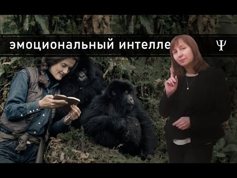 Видео: КОШКА ПРОБЕЖАЛА / ЧТО ДЕЛАТЬ, ЕСЛИ ВЫ ПОССОРИЛИСЬ С ДОРОГИМ ВАМ ЧЕЛОВЕКОМ / КОНФЛИКТОЛОГИЯ 128