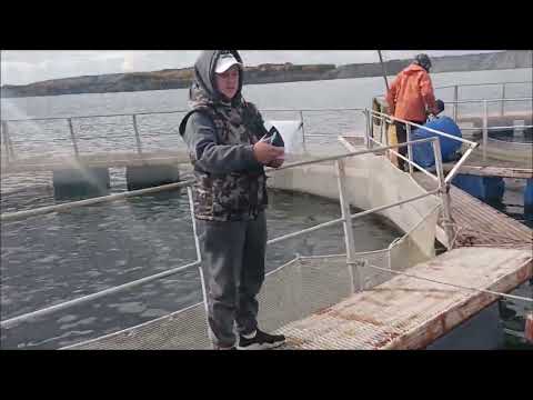 Видео: Как растет и созревает форель в садках??? Немного цифр