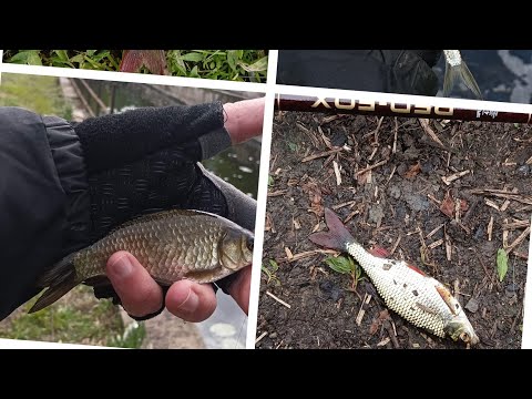 Видео: 11 04 2024 Десна, слив, карасики атакуют!