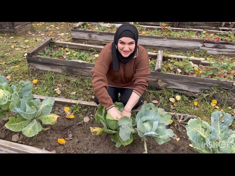 Видео: Природа лес хавои тоза Мардакм дача дам гири фаредм кад ❤️ асаби ором шаван