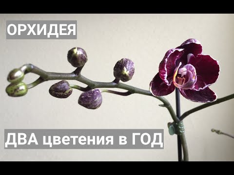 Видео: ОРХИДЕЯ после пересадки ЦВЕТЕТ ВТОРОЙ РАЗ за ГОД
