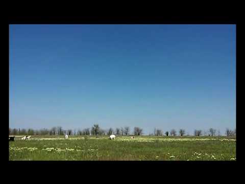 Видео: Козы: сода, лекарственные травы - когда и как.
