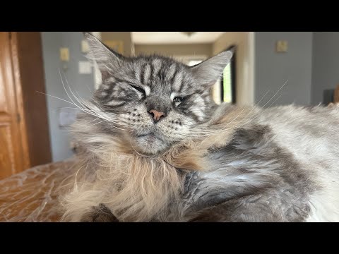 Видео: 🔉Большой кот на моей спине 😆 Утренние проделки