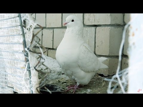 Видео: Кинги - мясная порода голубей.Есть голубей или нет...