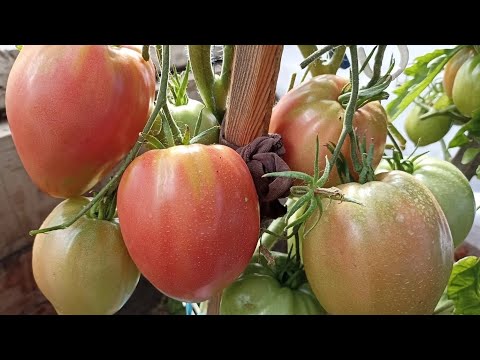 Видео: Крупноплодные детерминантные сорта томатов для открытого грунта, выбираем для следующего сезона. 