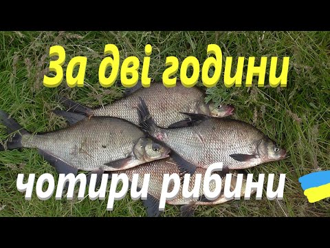 Видео: Лящ # Лящ # і тільки Лящ #РибачуЯкУмію