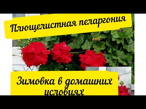 Видео: Плющелистная пеларгония зимовка в домашних условиях #пеларгония #цветы#flowers #pelargonium