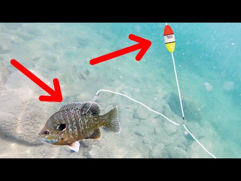 Видео: ЛУЧШАЯ оснастка для ловли плоскоголового сома? (Очень подробно)