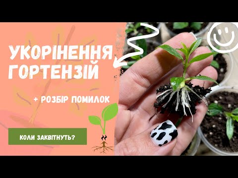 Видео: Тонкощі живцювання гортензій.  Коли саджанці із бруньки заквітнуть?