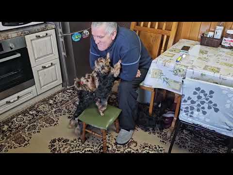 Видео: Наши щенки йорков, ждём клиентов, покупают сразу двух)