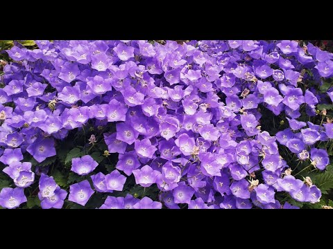 Видео: Дзвоник карпатський.Нюанси вирощування