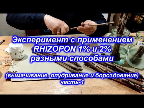 Видео: Эксперимент с применением Rhizopon 1% и 2% разными способами 2021