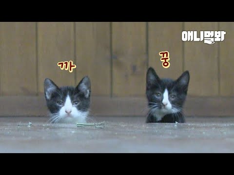 Видео: Peek-A-Boo~ Секрет котят, которые показывают только мордочку