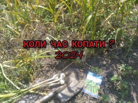 Видео: КОЛИ ДІЙСНО ЧАС ВИКОПУВАТИ ЧАСНИК,ЩОБ ВІН ДОБРЕ ЗБЕРІГАВСЯ !!?