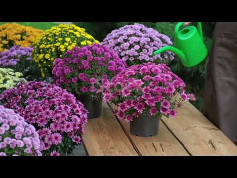 Видео: ХРИЗАНТЕМИ автор і виконавець Вікторія Бондаренко#bondarenko_viktoriya 