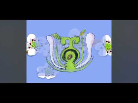 Видео: "Ашықтұқымды және жабықтұқымды өсімдіктердің тіршілік циклі"