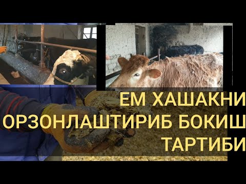 Видео: УЙ ШАРОИТИДА МОЛ БОКИШ ОРЗОНЛАШТИРИЛГАН РЕЖИМДА БОКИШ
