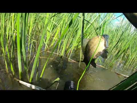 Видео: подводная охота в камышах.