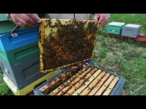 Видео: Купили #пчёл в Польше, первое расширение