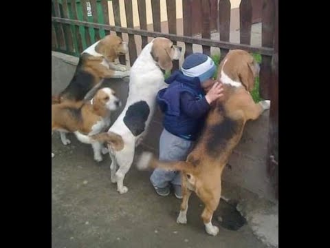 Видео: 😺 Главарь и банда! 🐕 Смешное видео с собаками и кошками! 😸