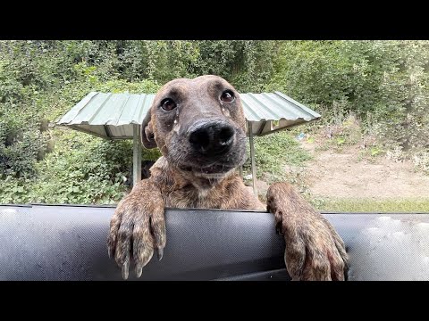 Видео: Слезы беременной, истощенной мамы-собаки бросились в мою машину, чтобы попросить о помощи