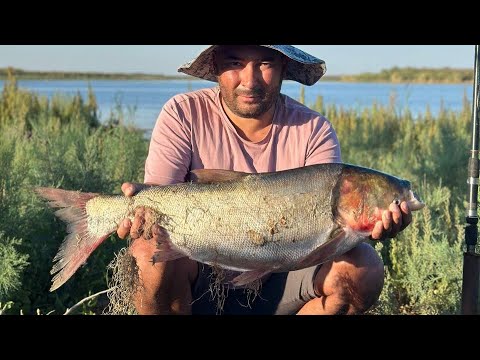 Видео: Арнасайская рыбалка: трофей за 3 дня