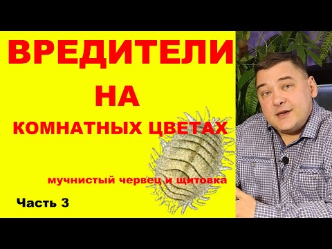 Видео: Вредители на комнатных растениях. Как избавиться на 100%. [Часть третья: мучнистый червец и щитовка]