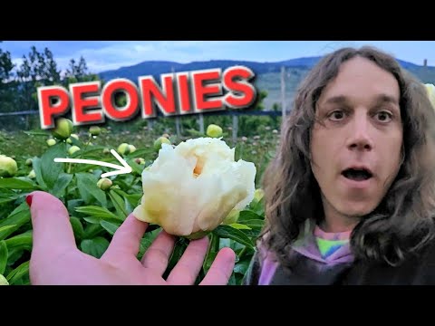 Видео: Пионы — первые, кого продают на моей цветочной ферме — VLOG