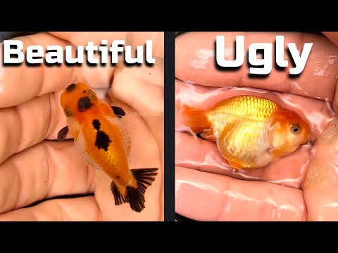 Видео: Бодишейминг моей золотой рыбки