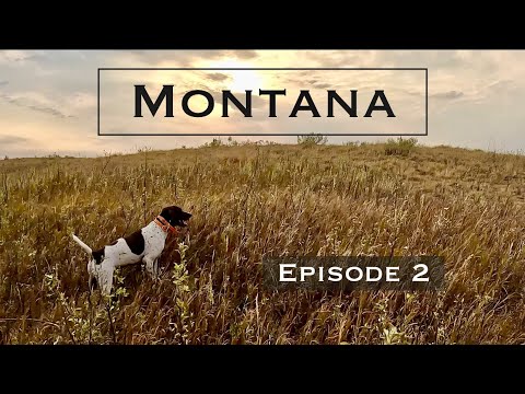 Видео: Открытие Монтаны! Часть 2 Птицы, птицы, птицы!