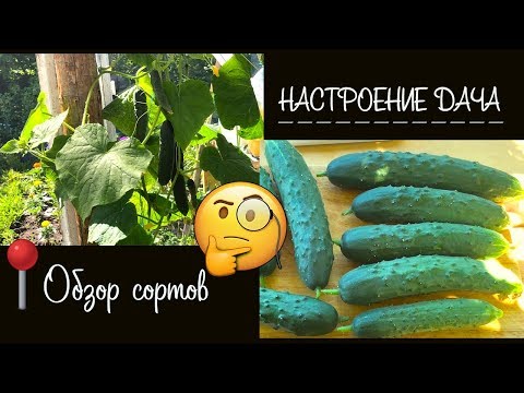 Видео: 🧐 Обзор на огурец 🥒 " Зозуленок" F1 от Сибирского сада