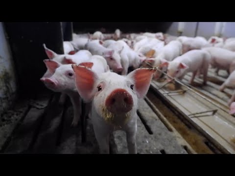 Видео: РАБОТА НА СВИНОФЕРМЕ. СВИНОВОДСТВО ДАНИИ
