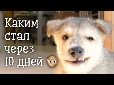 Видео: Щенок из коробки. Каким он стал через 10 дней!?