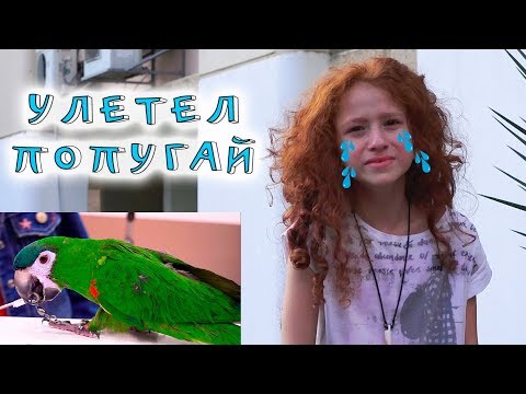 Видео: VLOG | ШОК - УЛЕТЕЛ МОЙ ЛЮБИМЫЙ ПОПУГАЙ. ВЕРНЕТСЯ ЛИ ОН ???