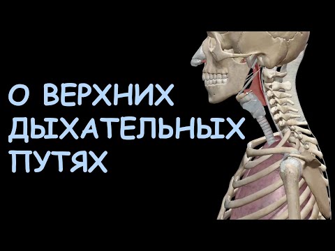 Видео: О верхних дыхательных путях