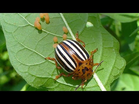 Видео: Природа под ударом: Колорадский жук и его влияние на экосистему