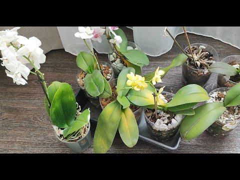 Видео: ЖАЛЕЮ, ЧТО РАНЬШЕ ТАК не ВЫРАЩИВАЛА ОРХИДЕЮ!