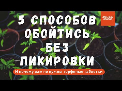 Видео: Рассада без пикировки - это просто! Выращивание рассады томатов без пикировки | Томаты без пикировки