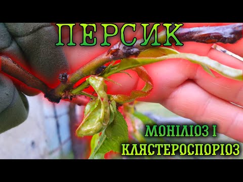 Видео: Важкі хвороби персика.