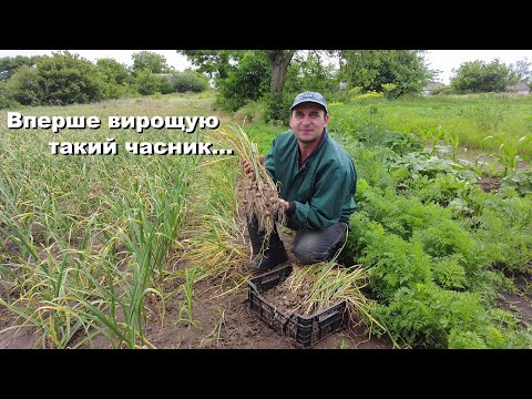 Видео: Копаю часник однозубку з однозубки!