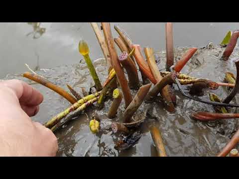 Видео: Когда убирать нимфеи на зимовку? Зимовка нимфей, кувшинок в водоеме или в погребе! Пруд с нимфеями.